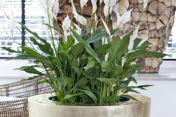 Spathiphyllum