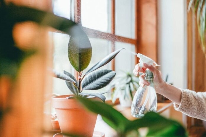 despre plantele pentru casa
