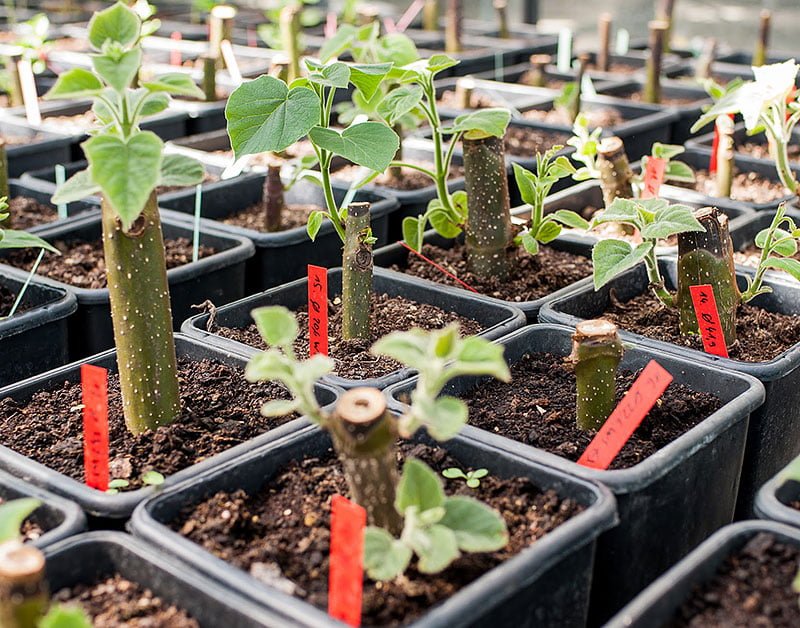 Cum se plantează Paulownia