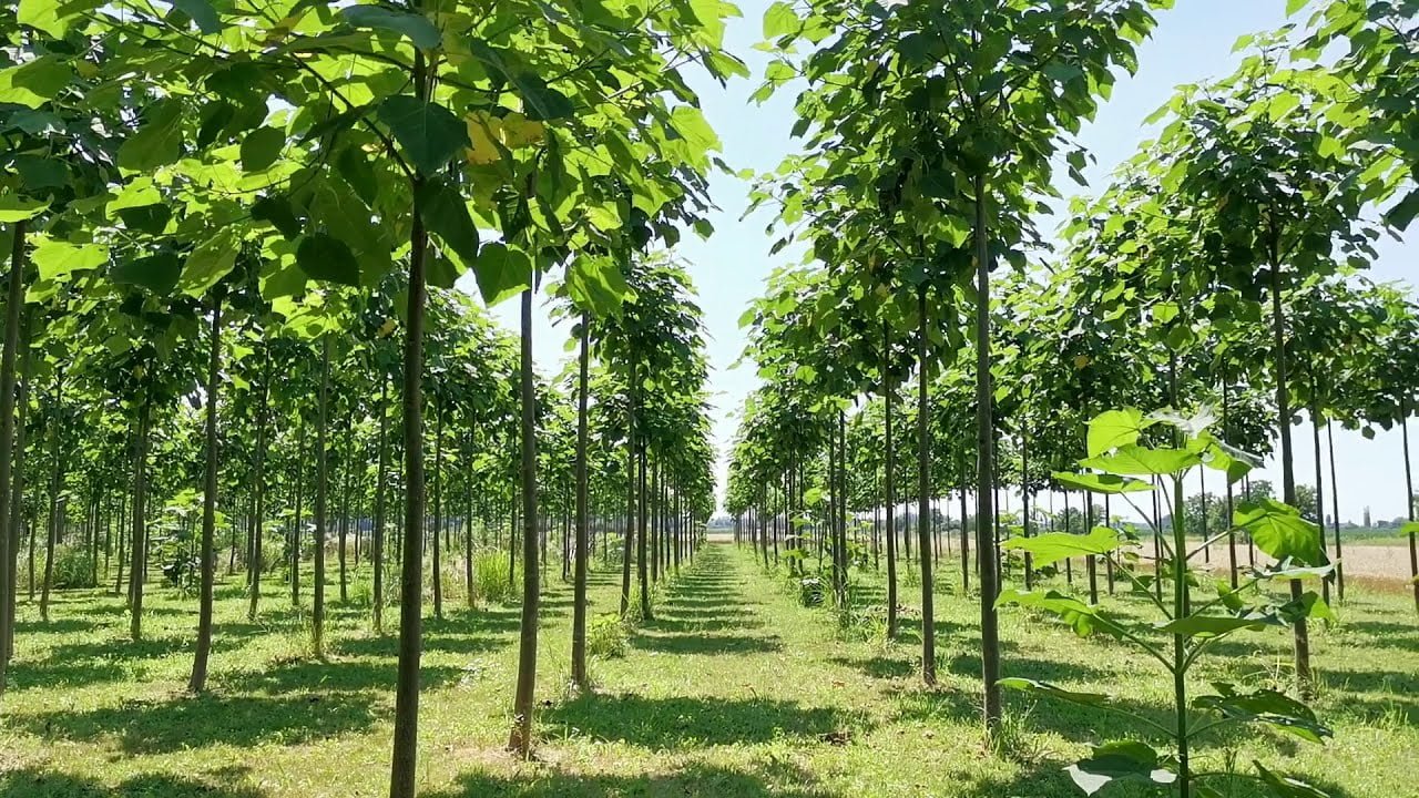 Ce este Paulownia
