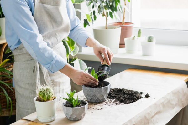 Plante de cameră care produc mult oxigen
