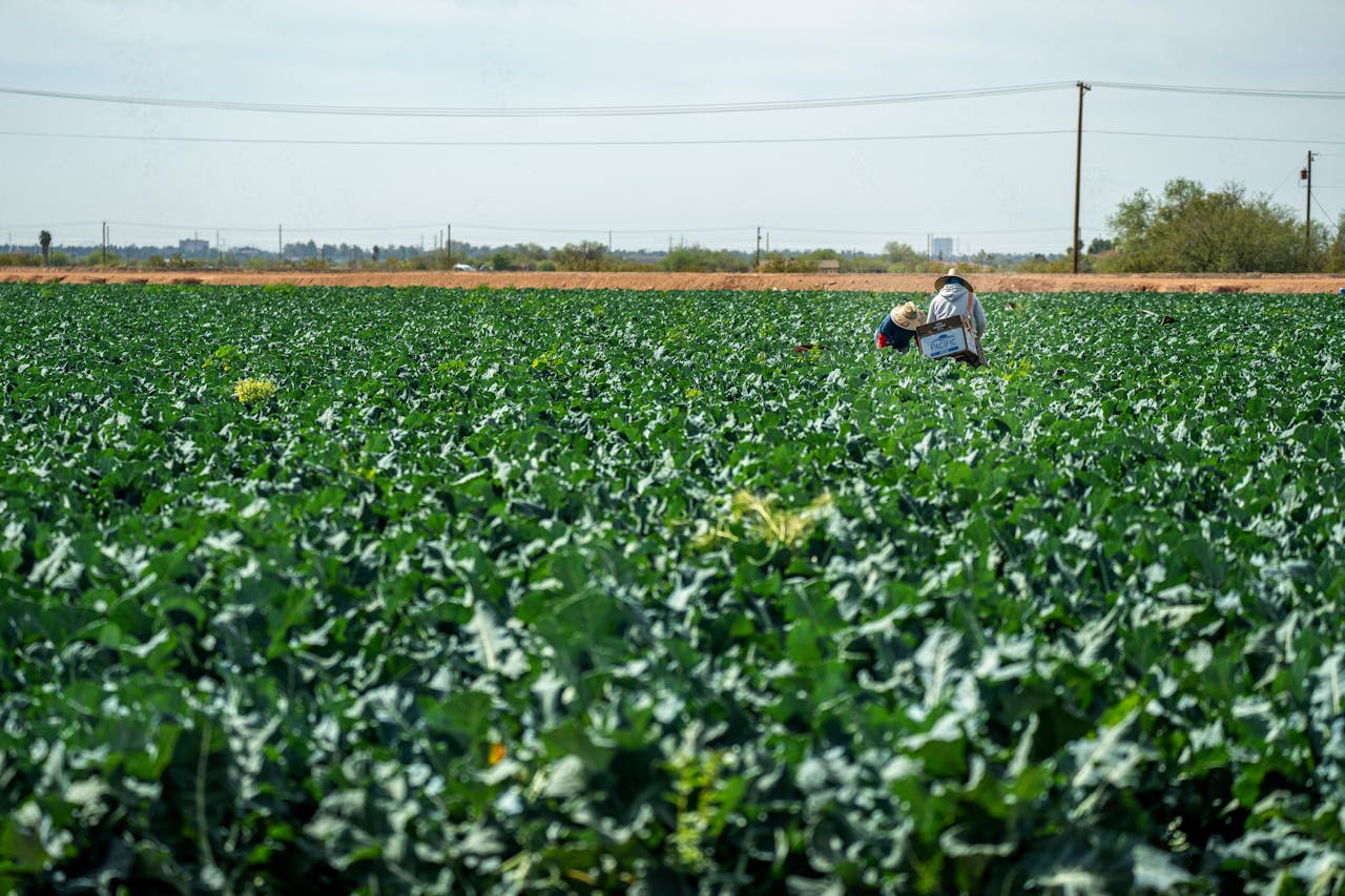 Cum să alegi cea mai potrivită motopompă de irigat pentru terenul tău agricol