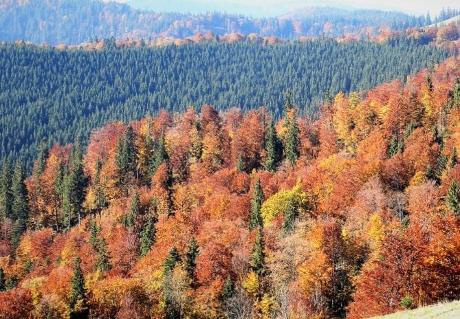 romsilva-padure-pomi